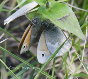 Common Ringlet