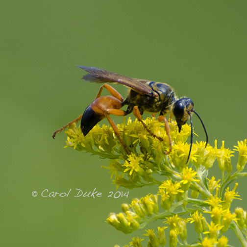 Great Golden Digger Wasp (Sphex ichneumonea)