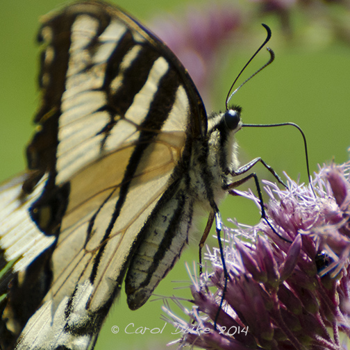 Eastern Tiger Swallowtail
