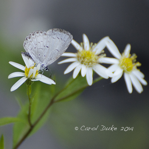 Summer Azure