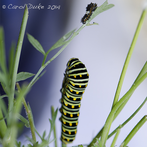 Black Swallowtail Butterfly Metamorphosis