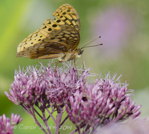 Great Spangled Fritillary
