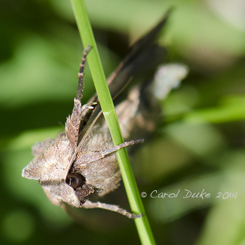Mystery Moth
