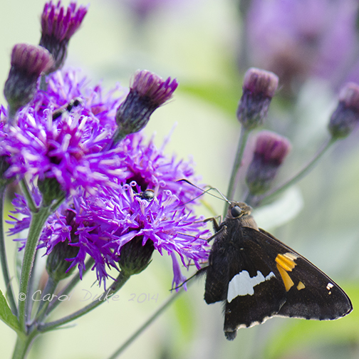 Sliver-spotted Skipper