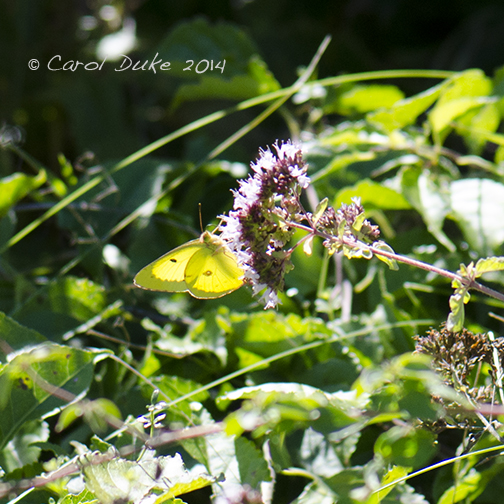 Clouded Sulphur