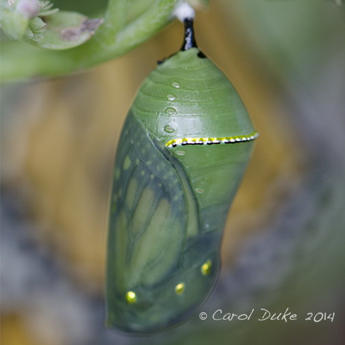 Monarch Butterfly Chrysalis
