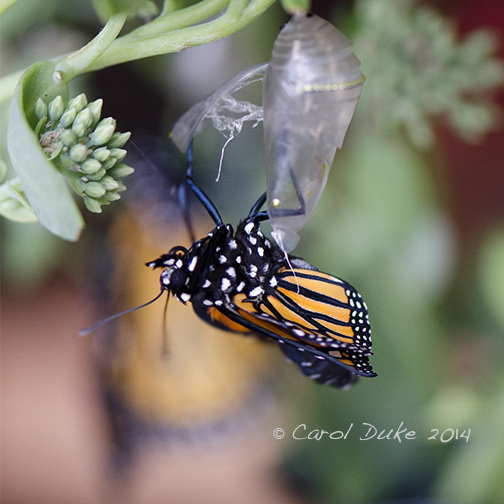 Monarch Butterfly Metamorphosis