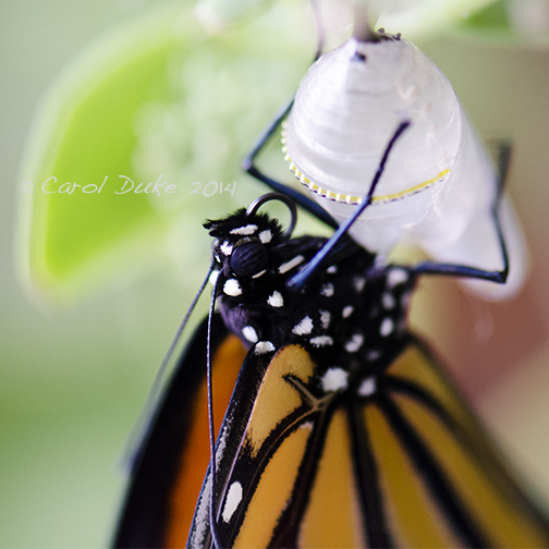 Monarch Butterfly Metamorphosis