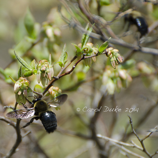Carpenter Bees (Xylocopa virginica)