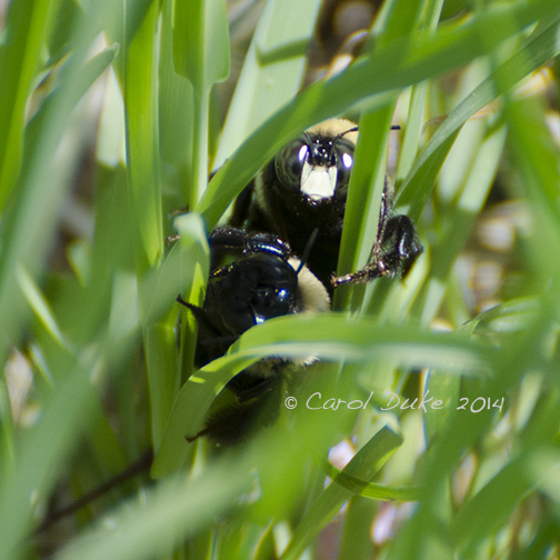 Carpenter Bees (Xylocopa virginica)