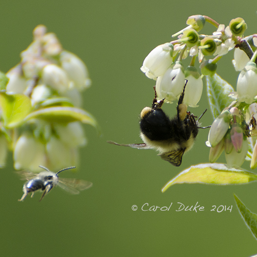 Bumblebee (genus Bombus)