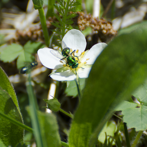 Green Bee (Augochlora pura)