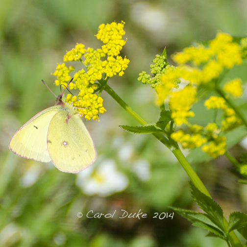 Clouded Sulphur