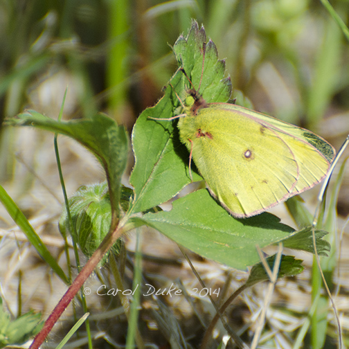 Clouded Sulphur