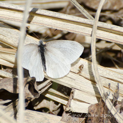 West Virginia White