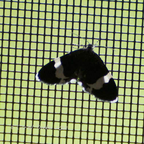 Mystery Moth