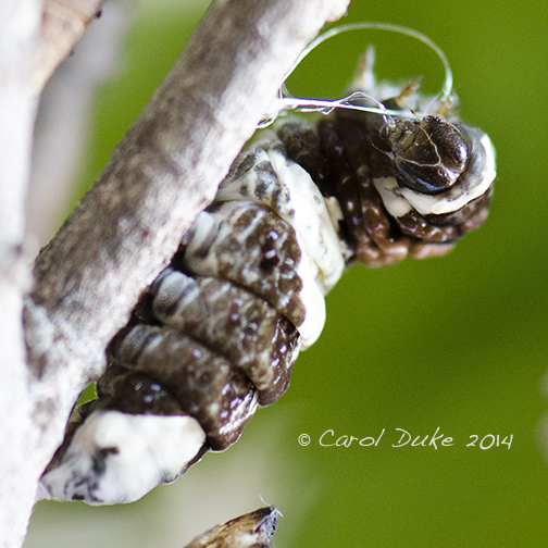 Giant Swallowtail Butterfly Metamorphosis