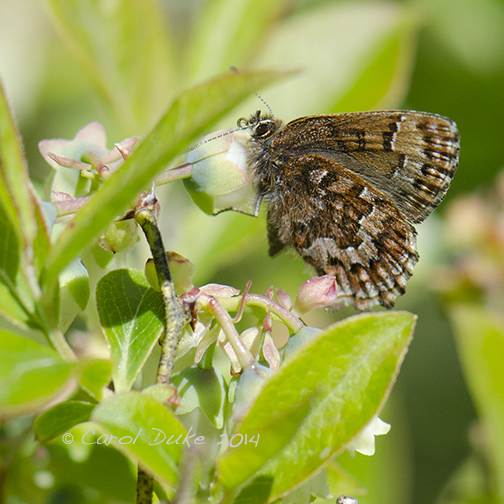 Eastern Pine Elfin