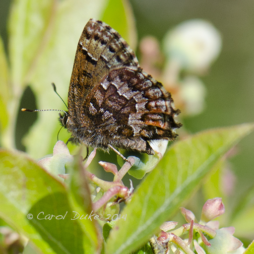 Eastern Pine Elfin