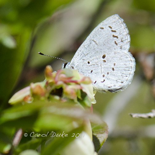 Spring Azure