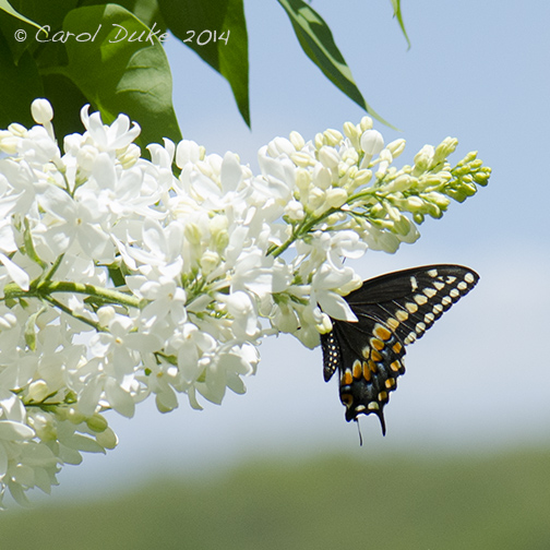 Black Swallowtail