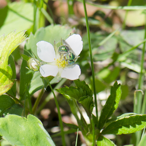 Green Bee (Augochlora pura) Green Bee (Augochlora pura)