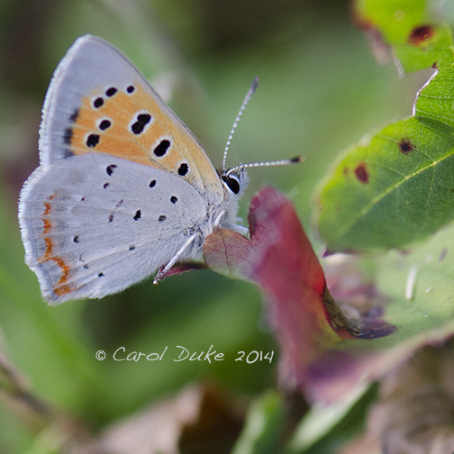American Copper