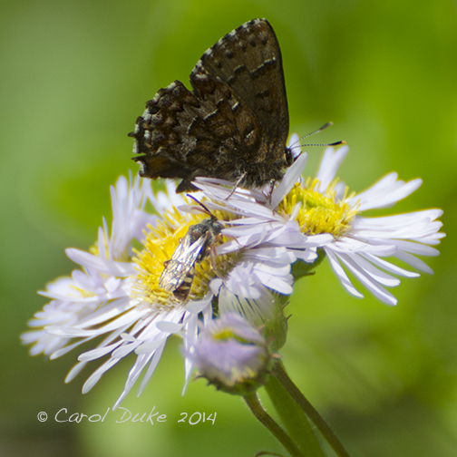 Cuckoo bee and Eastern Pine Elfin