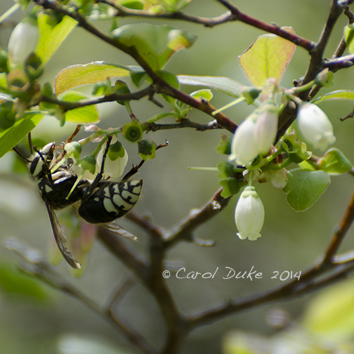 Baldfaced Hornet (Dolichovespula maculata)