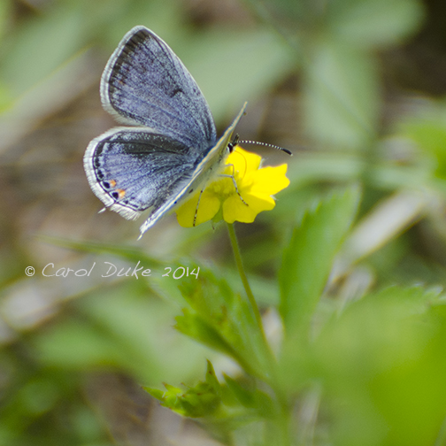 Eastern-Tailed Blue