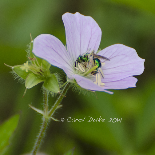 Green Bee (Augochlora pura)