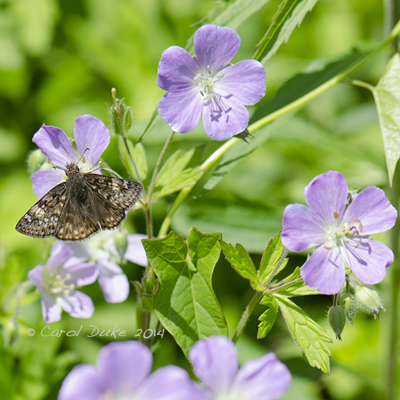 Juvenal's Duskywing