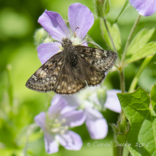 Juvenal's Duskywing