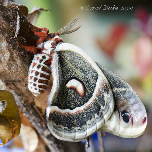 Cecropia Moth (Hyalophora cecropia)