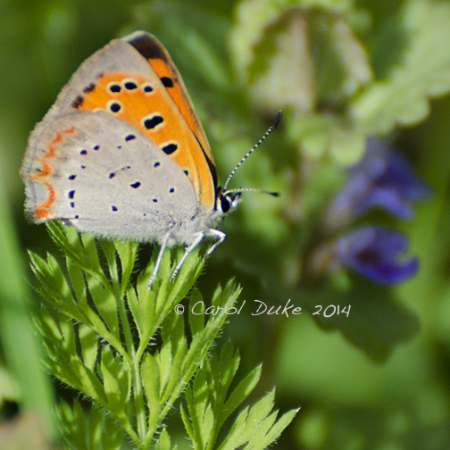 American Copper
