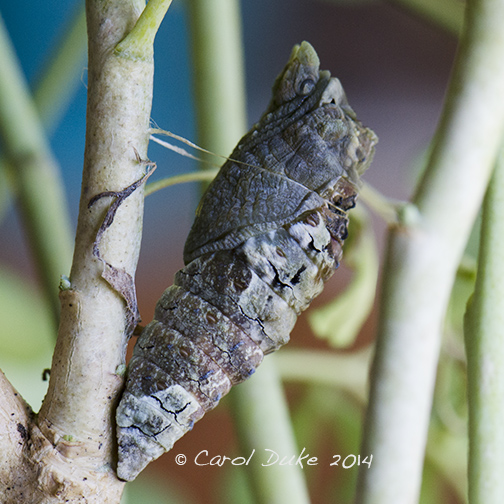 Giant Swallowtail Butterfly Metamorphosis
