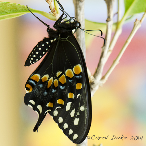 Black Swallowtail Butterfly Metamorphosis