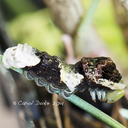Giant Swallowtail Caterpillar