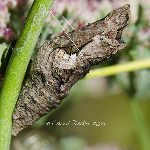 Giant Swallowtail Butterfly Metamorphosis