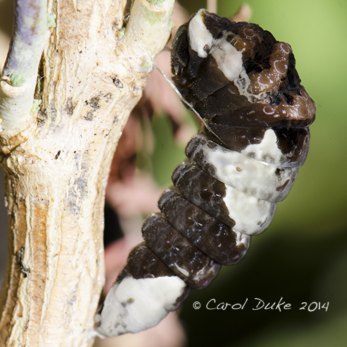 Giant Swallowtail Butterfly Metamorphosis