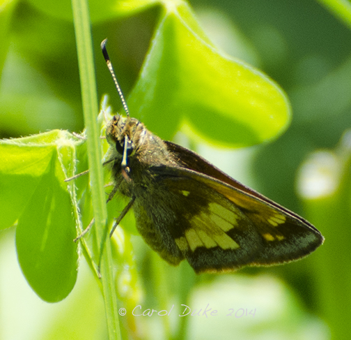 Hobomok Skipper