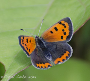 American Copper