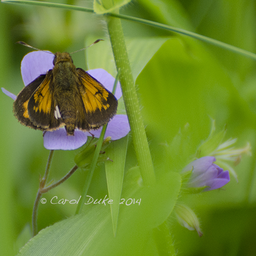 Hobomok Skipper
