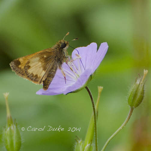 Hobomok Skipper
