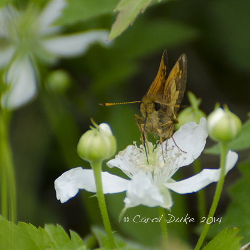 Hobomok Skipper