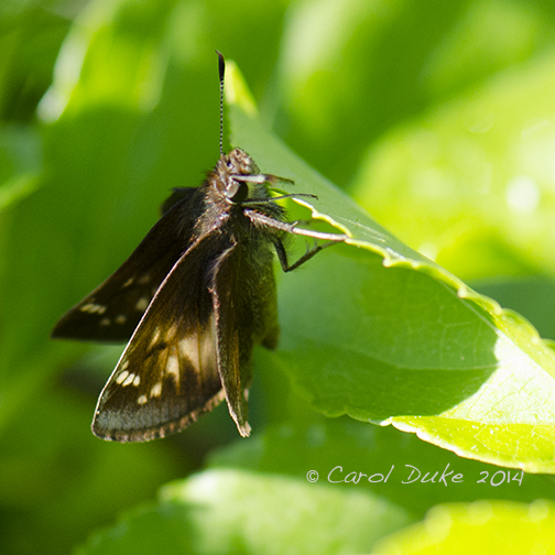 Hobomok Skipper