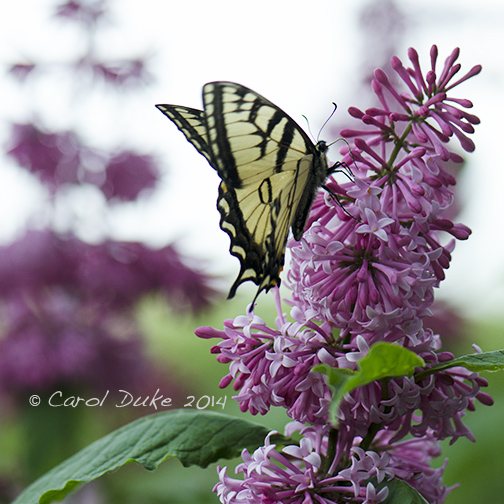 Eastern Tiger Swallowtail