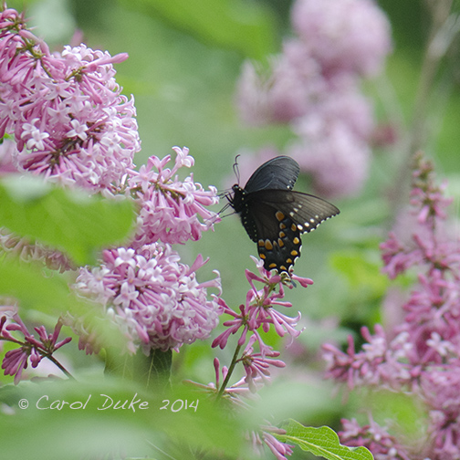 Spicebush Swallowtail