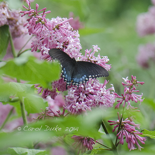 Spicebush Swallowtail