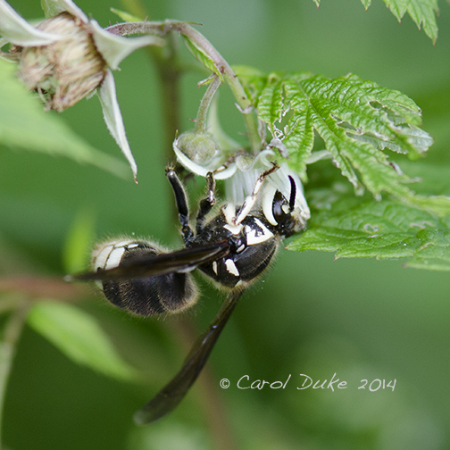 Baldfaced Hornet (Dolichovespula maculata) Baldfaced Hornet (Dolichovespula maculata)
